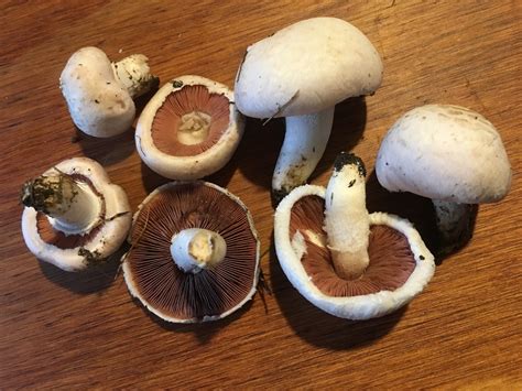 canada mushroom spores